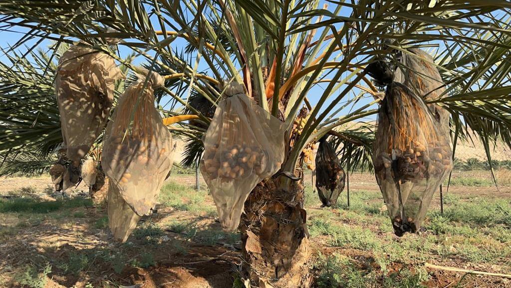 Medjool Datteln Premium 5kg - Neue Frische Ernte 2025